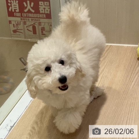 大阪府のトイプードル(トイ) (ペットプラス 堺鉄砲町店/2025年10月13日生まれ/男の子/クリーム)の子犬の4枚目の画像