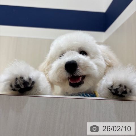 大阪府のトイプードル(トイ) (ペットプラス 堺鉄砲町店/2025年10月13日生まれ/男の子/クリーム)の子犬の4枚目の画像