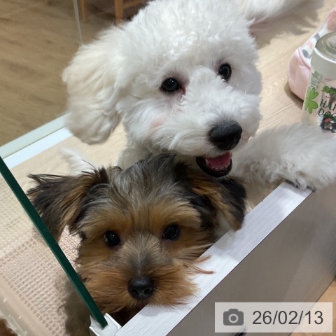 大阪府のトイプードル(トイ) (ペットプラス 堺鉄砲町店/2025年10月13日生まれ/男の子/クリーム)の子犬の4枚目の画像