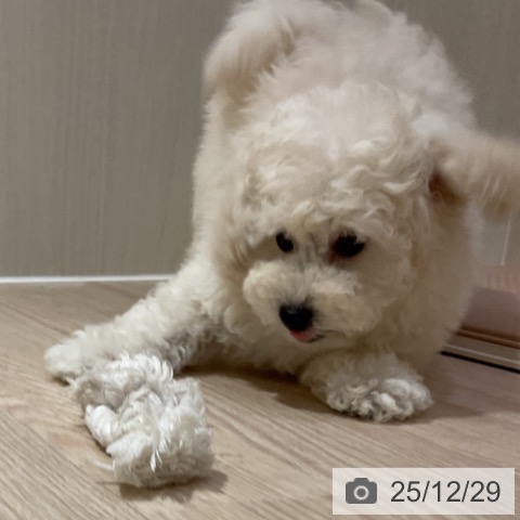 大阪府のトイプードル(トイ) (ペットプラス 堺鉄砲町店/2025年10月13日生まれ/男の子/クリーム)の子犬の3枚目の画像