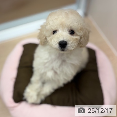京都府のトイプードル(トイ) (ペットプラス 京都桂川店/2025年10月13日生まれ/男の子/クリーム)の子犬の4枚目の画像