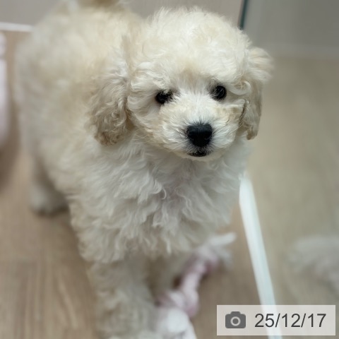 京都府のトイプードル(トイ) (ペットプラス 京都桂川店/2025年10月13日生まれ/男の子/クリーム)の子犬の3枚目の画像