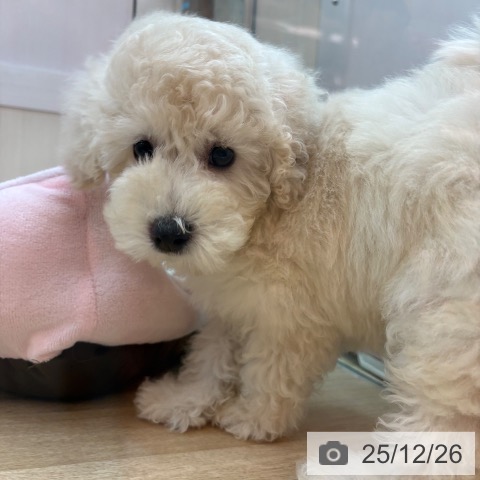 トイ・プードルの写真