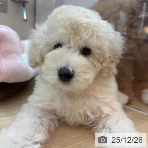 トイ・プードルの写真