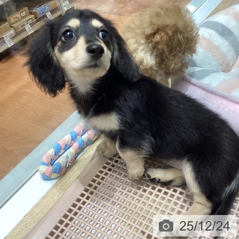 大阪府のカニンヘンダックスフンド(ロング) (ペットプラス 四條畷店/2025年10月7日生まれ/女の子/ブラックイエロー)の子犬の4枚目の画像