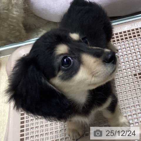 大阪府のカニンヘンダックスフンド(ロング) (ペットプラス 四條畷店/2025年10月7日生まれ/女の子/ブラックイエロー)の子犬の3枚目の画像