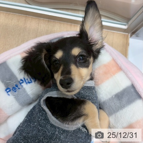 大阪府のカニンヘンダックスフンド(ロング) (ペットプラス 四條畷店/2025年10月7日生まれ/女の子/ブラックイエロー)の子犬の3枚目の画像