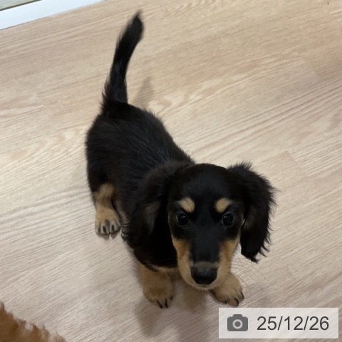 大阪府のミニチュアダックスフンド(ロング) (ペットプラス 堺鉄砲町店/2025年10月12日生まれ/女の子/ブラックイエロー)の子犬の3枚目の画像