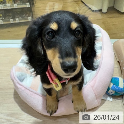 大阪府のミニチュアダックスフンド(ロング) (ペットプラス 堺鉄砲町店/2025年10月12日生まれ/女の子/ブラックイエロー)の子犬の3枚目の画像