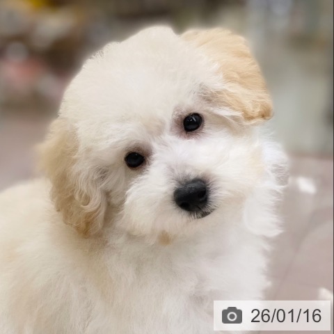 京都府のトイプードル(トイ) (ペットプラス 醍醐店/2025年10月12日生まれ/男の子/ペールフォーン)の子犬の4枚目の画像