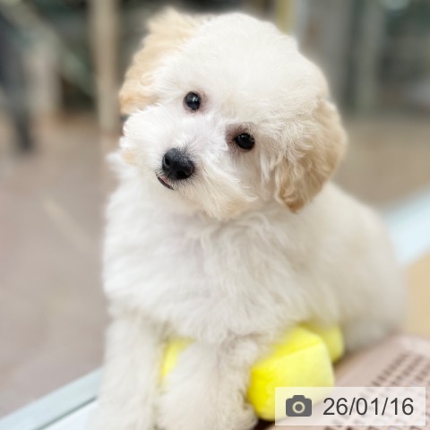 京都府のトイプードル(トイ) (ペットプラス 醍醐店/2025年10月12日生まれ/男の子/ペールフォーン)の子犬の3枚目の画像