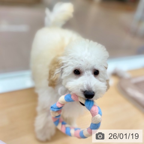 京都府のトイプードル(トイ) (ペットプラス 醍醐店/2025年10月12日生まれ/男の子/ペールフォーン)の子犬の3枚目の画像