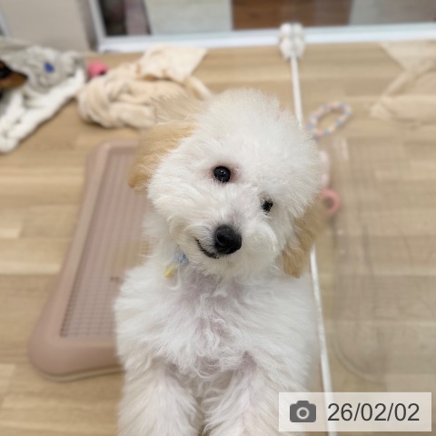 京都府のトイプードル(トイ) (ペットプラス 久御山店/2025年10月12日生まれ/男の子/ペールフォーン)の子犬の3枚目の画像