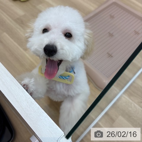 京都府のトイプードル(トイ) (ペットプラス 久御山店/2025年10月12日生まれ/男の子/ペールフォーン)の子犬の3枚目の画像