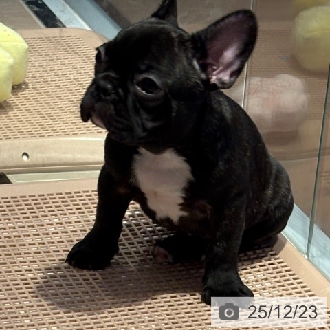 和歌山県のフレンチブルドッグ (ペットプラス 和歌山店/2025年10月11日生まれ/男の子/ブリンドル)の子犬の4枚目の画像