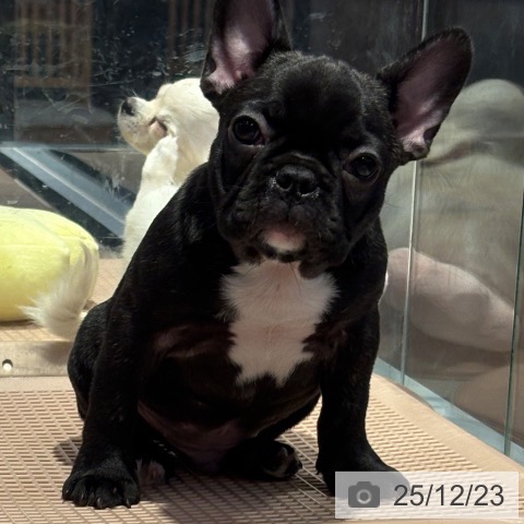 和歌山県のフレンチブルドッグ (ペットプラス 和歌山店/2025年10月11日生まれ/男の子/ブリンドル)の子犬の3枚目の画像