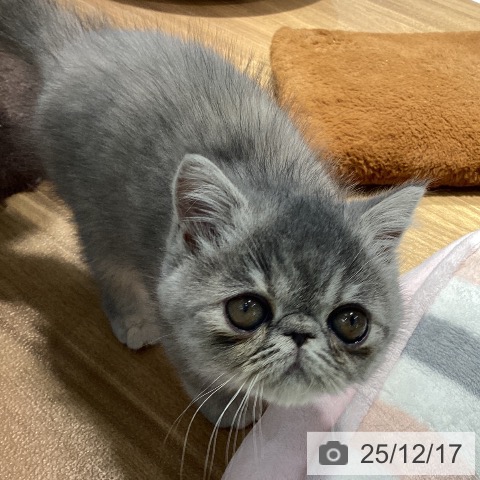 大阪府のエキゾチック (ペットプラス りんくう泉南店/2025年10月9日生まれ/女の子/ブルーパッチドタビー)の子猫の4枚目の画像