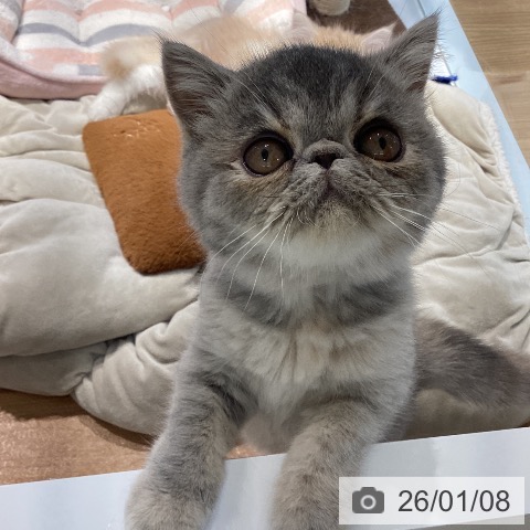 大阪府のエキゾチック (ペットプラス りんくう泉南店/2025年10月9日生まれ/女の子/ブルーパッチドタビー)の子猫の4枚目の画像