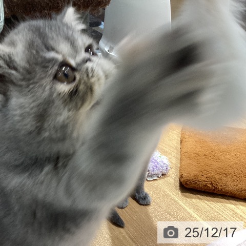 大阪府のエキゾチック (ペットプラス りんくう泉南店/2025年10月9日生まれ/女の子/ブルーパッチドタビー)の子猫の3枚目の画像