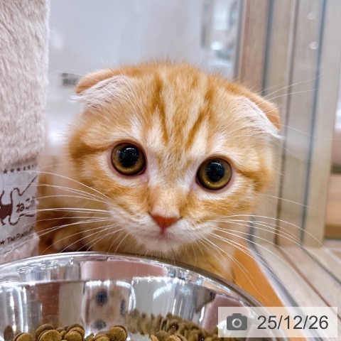大阪府のスコティッシュフォールド (ペットプラス イオン大日店/2025年9月30日生まれ/男の子/レッドマッカレルタビー)の子猫の4枚目の画像