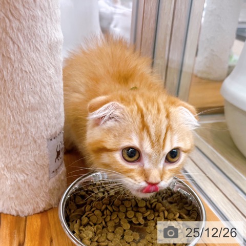 大阪府のスコティッシュフォールド (ペットプラス イオン大日店/2025年9月30日生まれ/男の子/レッドマッカレルタビー)の子猫の3枚目の画像