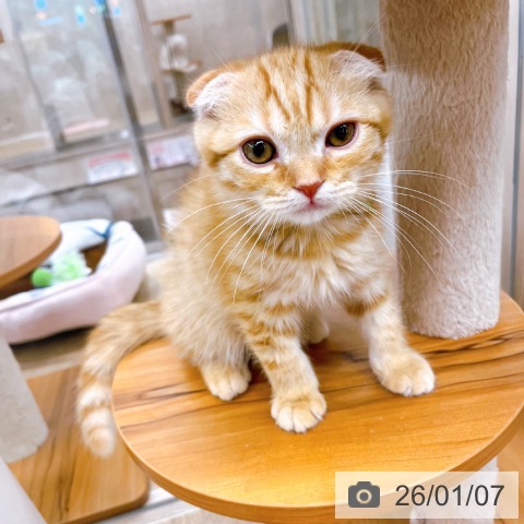 大阪府のスコティッシュフォールド (ペットプラス イオン大日店/2025年9月30日生まれ/男の子/レッドマッカレルタビー)の子猫の3枚目の画像