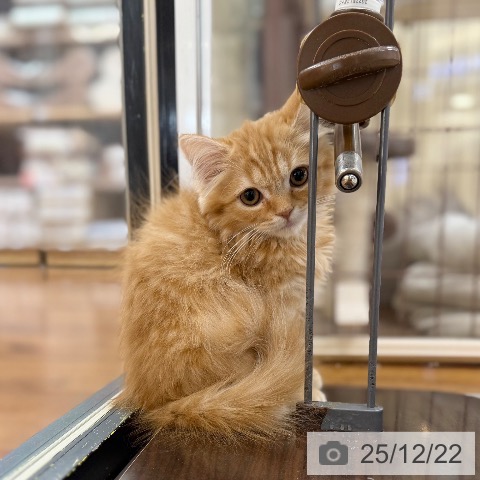 京都府のスコティッシュフォールド (ペットプラス 久御山店/2025年9月30日生まれ/女の子/レッドマッカレルタビー)の子猫の4枚目の画像