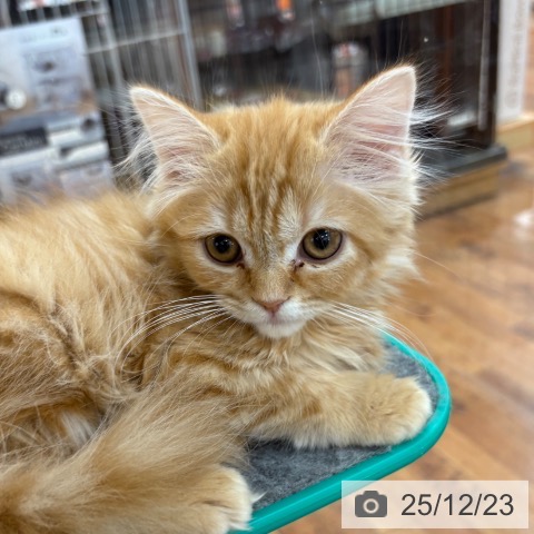 京都府のスコティッシュフォールド (ペットプラス 久御山店/2025年9月30日生まれ/女の子/レッドマッカレルタビー)の子猫の3枚目の画像