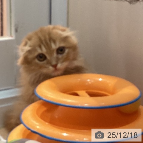 京都府のスコティッシュフォールド (ペットプラス イオンモールKYOTO店/2025年9月30日生まれ/女の子/レッドマッカレルタビー)の子猫の4枚目の画像