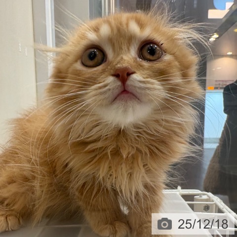 京都府のスコティッシュフォールド (ペットプラス イオンモールKYOTO店/2025年9月30日生まれ/女の子/レッドマッカレルタビー)の子猫の4枚目の画像