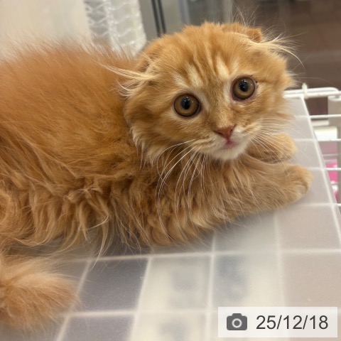 京都府のスコティッシュフォールド (ペットプラス イオンモールKYOTO店/2025年9月30日生まれ/女の子/レッドマッカレルタビー)の子猫の3枚目の画像