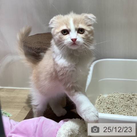 大阪府のスコティッシュフォールド (ペットプラス 鶴見店/2025年10月4日生まれ/男の子/クリームタビーホワイト)の子猫の4枚目の画像