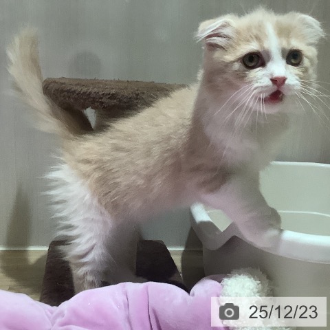 大阪府のスコティッシュフォールド (ペットプラス 鶴見店/2025年10月4日生まれ/男の子/クリームタビーホワイト)の子猫の3枚目の画像