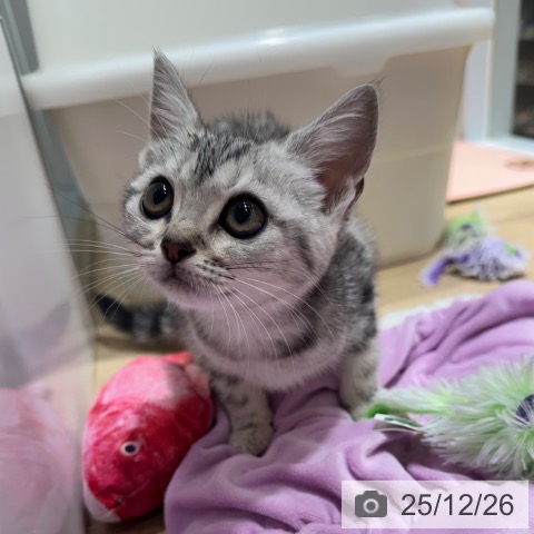 大阪府のアメリカンショートヘアー (ペットプラス 四條畷店/2025年10月5日生まれ/女の子/シルバータビー)の子猫の4枚目の画像