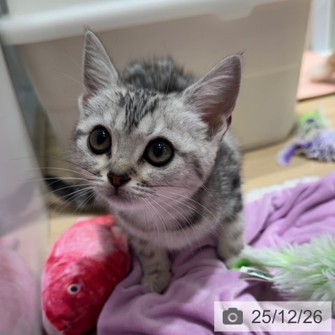 大阪府のアメリカンショートヘアー (ペットプラス 四條畷店/2025年10月5日生まれ/女の子/シルバータビー)の子猫の3枚目の画像