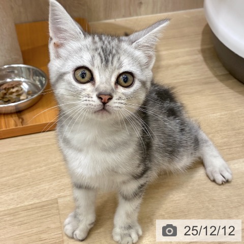 アメリカンショートヘアの写真