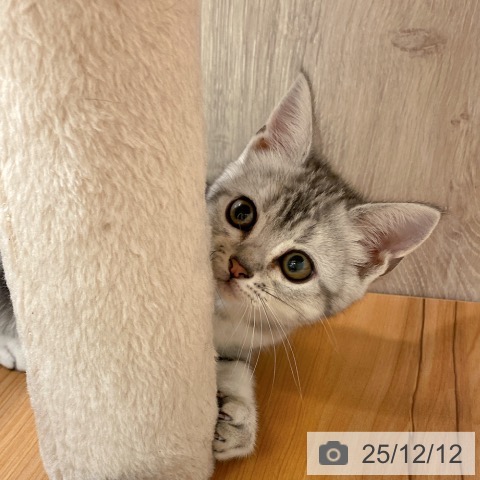 アメリカンショートヘアの写真