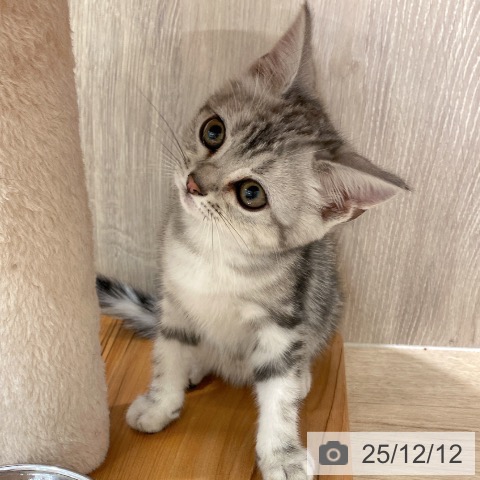 アメリカンショートヘアの写真