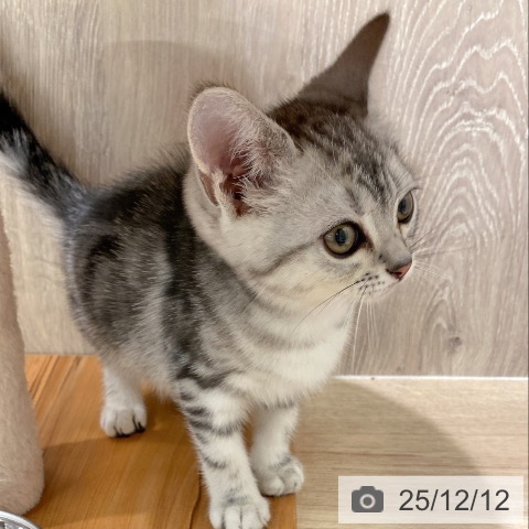 アメリカンショートヘアの写真