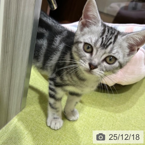 京都府のアメリカンショートヘアー (ペットプラス 京都桂川店/2025年10月5日生まれ/男の子/シルバータビー)の子猫の4枚目の画像