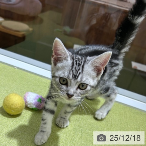 京都府のアメリカンショートヘアー (ペットプラス 京都桂川店/2025年10月5日生まれ/男の子/シルバータビー)の子猫の3枚目の画像