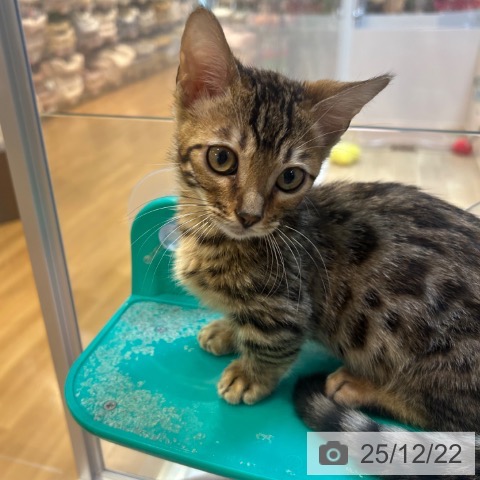 京都府のマンチカン (ペットプラス イオンモールKYOTO店/2025年10月1日生まれ/男の子/ブラウンスポットタビー)の子猫の4枚目の画像