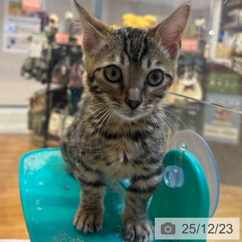 京都府のマンチカン (ペットプラス イオンモールKYOTO店/2025年10月1日生まれ/男の子/ブラウンスポットタビー)の子猫の3枚目の画像