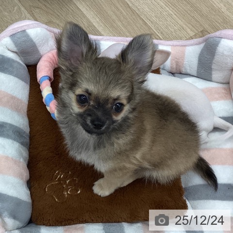 新潟県のチワワ(ロング) (ペットプラス 新潟南店/2025年10月12日生まれ/男の子/フォーン)の子犬の4枚目の画像