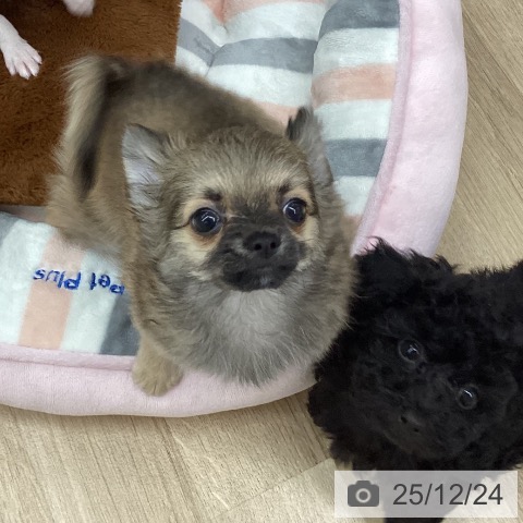 新潟県のチワワ(ロング) (ペットプラス 新潟南店/2025年10月12日生まれ/男の子/フォーン)の子犬の3枚目の画像