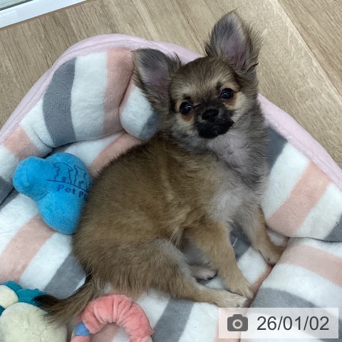 新潟県のチワワ(ロング) (ペットプラス 新潟南店/2025年10月12日生まれ/男の子/フォーン)の子犬の3枚目の画像