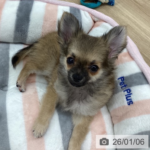 新潟県のチワワ(ロング) (ペットプラス 新潟南店/2025年10月12日生まれ/男の子/フォーン)の子犬の4枚目の画像