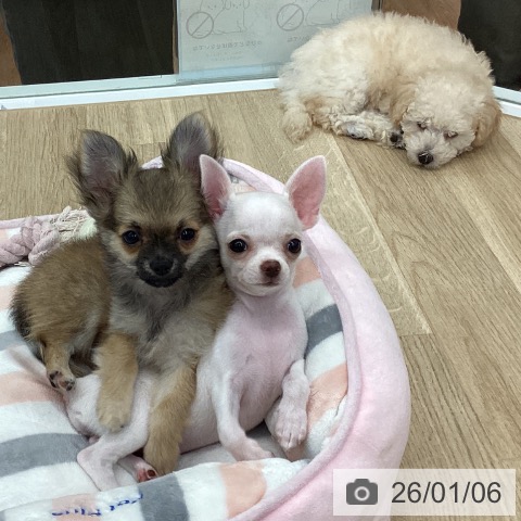 新潟県のチワワ(ロング) (ペットプラス 新潟南店/2025年10月12日生まれ/男の子/フォーン)の子犬の3枚目の画像