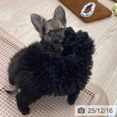 大阪府のチワワ(ロング) (ペットプラス ららぽーと和泉店/2025年10月12日生まれ/男の子/セーブル)の子犬の4枚目の画像