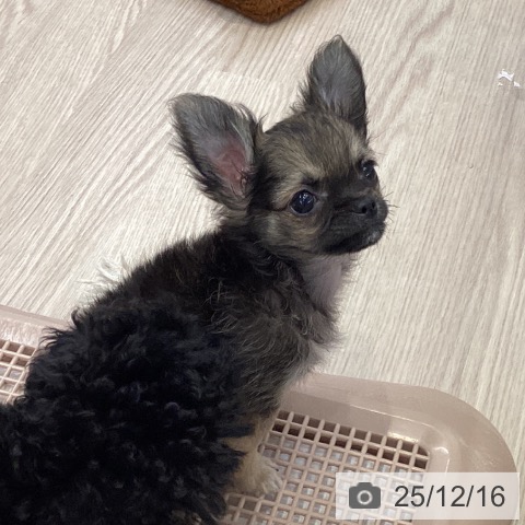 大阪府のチワワ(ロング) (ペットプラス ららぽーと和泉店/2025年10月12日生まれ/男の子/セーブル)の子犬の3枚目の画像